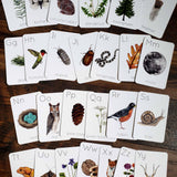 Backyard Nature Alphabet Flashcards (Set of 26 Cards)