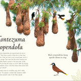 An Anthology of Exquisite Birds (DK Children's Anthologies)