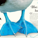 An Anthology of Exquisite Birds (DK Children's Anthologies)