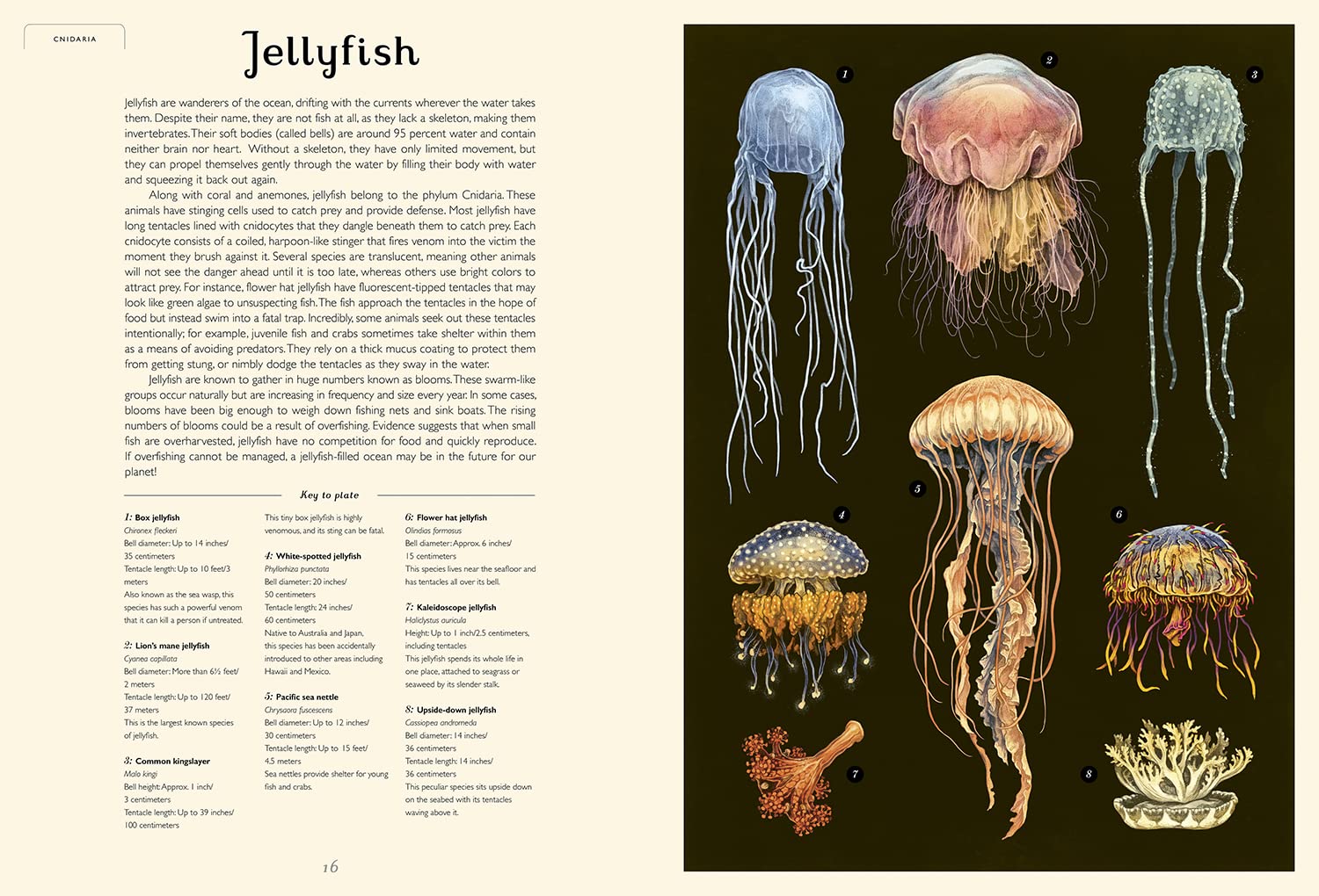 Oceanarium: A Welcome to the Museum Book