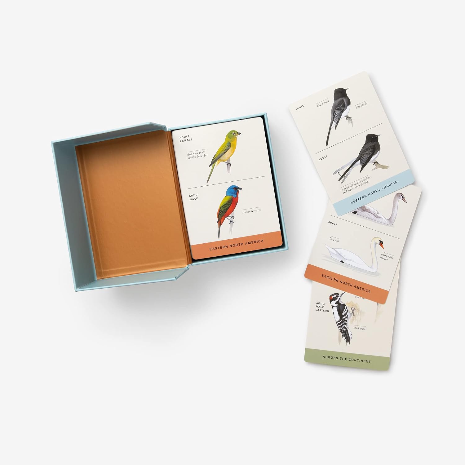 Sibley Backyard Flashcards