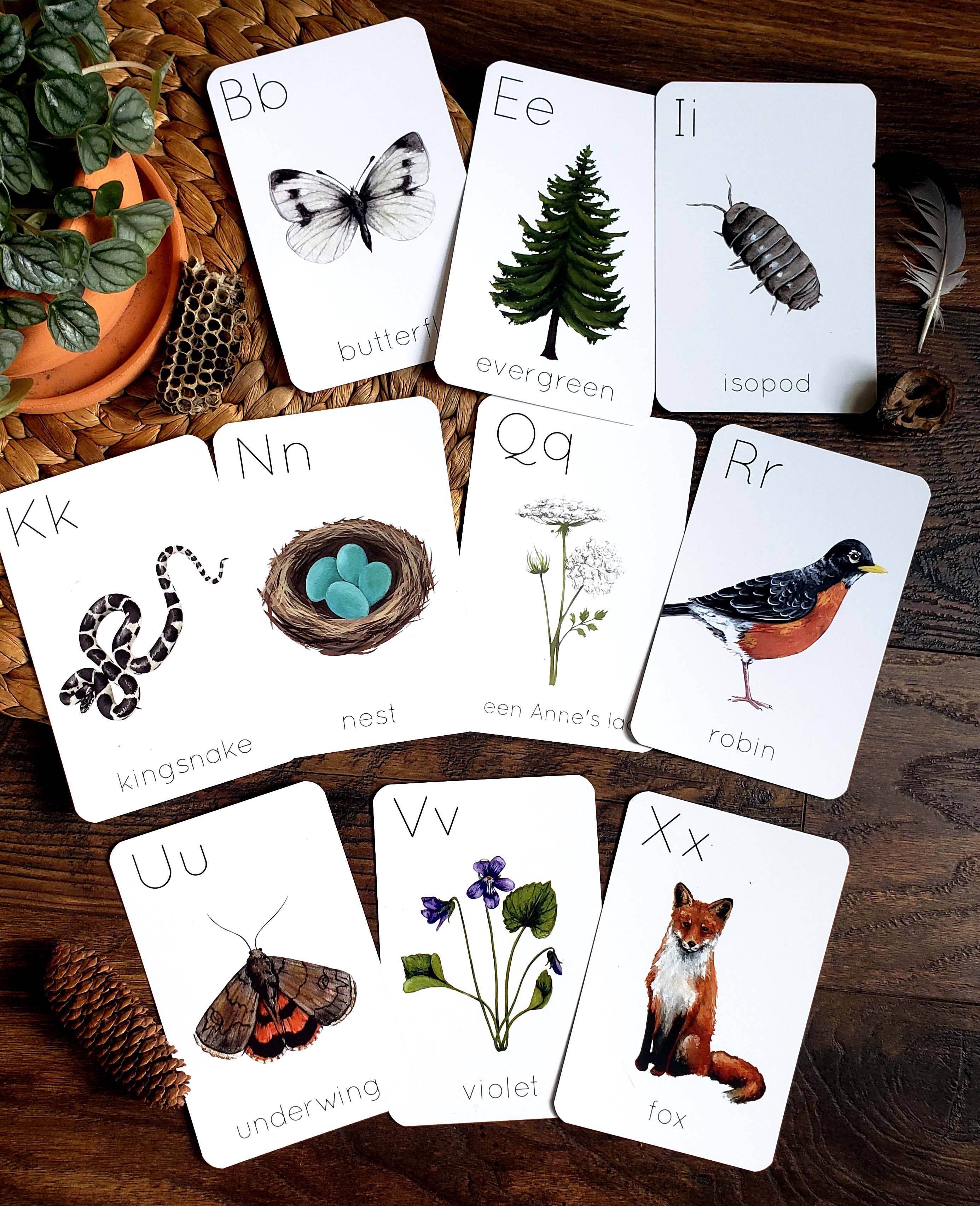 Backyard Nature Alphabet Flashcards (Set of 26 Cards)