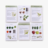 Sibley Tree Identification Flashcards